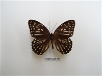 藏品(台灣斑眼蝶)的圖片